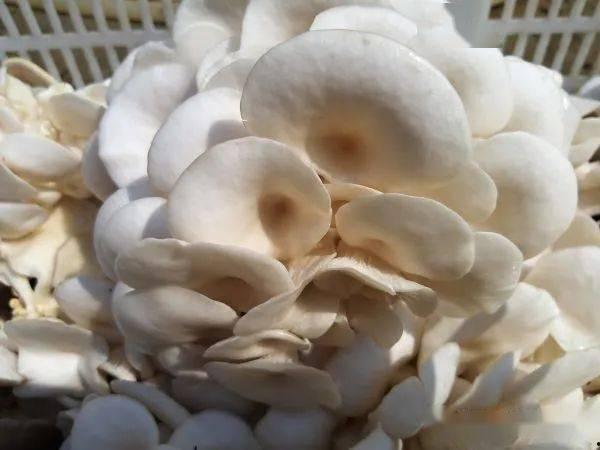 蘑菇网红吃瓜无码在线,揭秘网络红人的争议瞬间  第1张